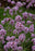Verbena bonariensis Meteor Shower
