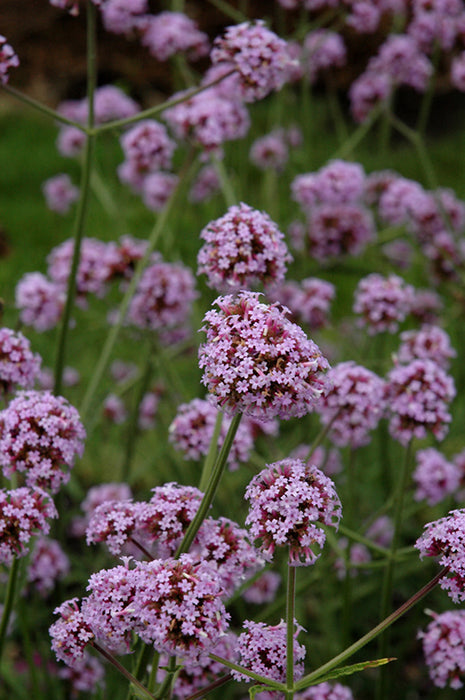 Verbena bonariensis Meteor Shower