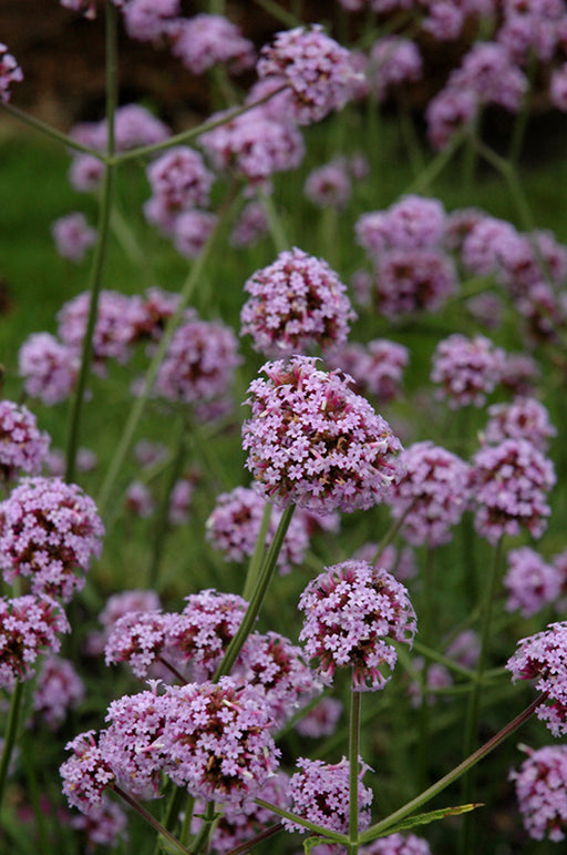 Verbena bonariensis Meteor Shower