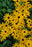 Rudbeckia Early Bird Gold
