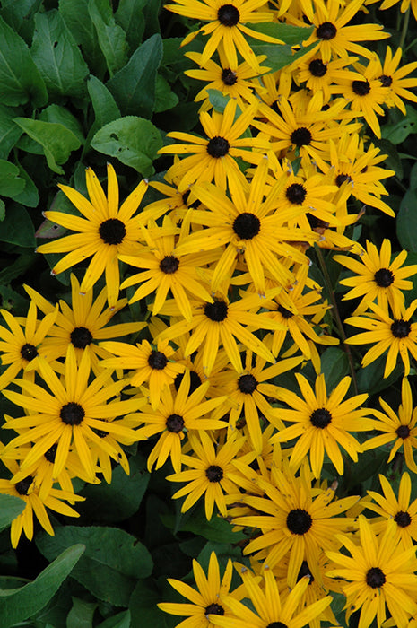 Rudbeckia Early Bird Gold