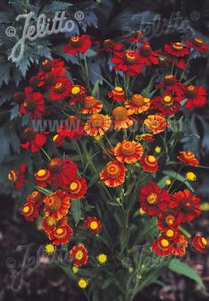 helenium Helena Red Shades