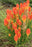 Kniphofia Papaya Popsicle 15cm