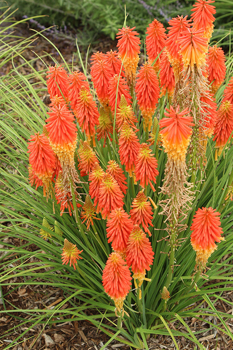 Kniphofia Papaya Popsicle 15cm