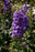 Delphinium Delgenius Breezin 16cm