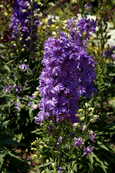 Delphinium Delgenius Breezin 16cm