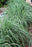 Lemon Grass 9cm