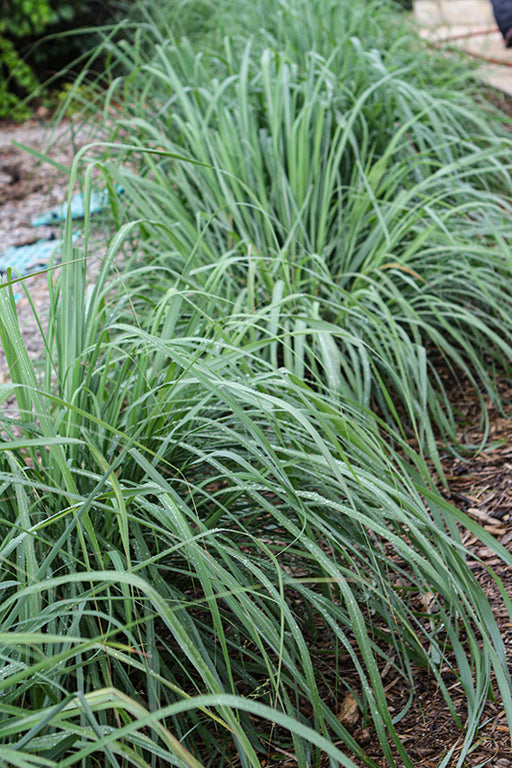 Lemon Grass 9cm