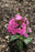 phlox Pink Lightning ex PER 17cm