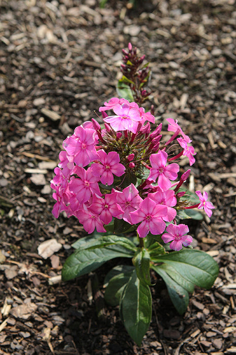 phlox Pink Lightning ex PER 17cm