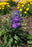 Delphinium Delgenius Kingsley