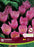 Crocus FF Zonatus