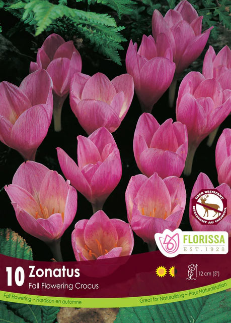Crocus FF Zonatus