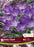 Snowcrocus Ruby Giant