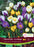 Snowcrocus Mixed Colours