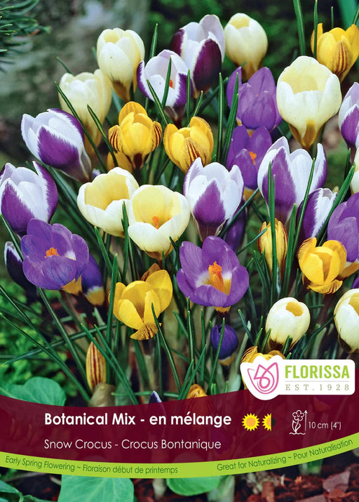 Snowcrocus Mixed Colours
