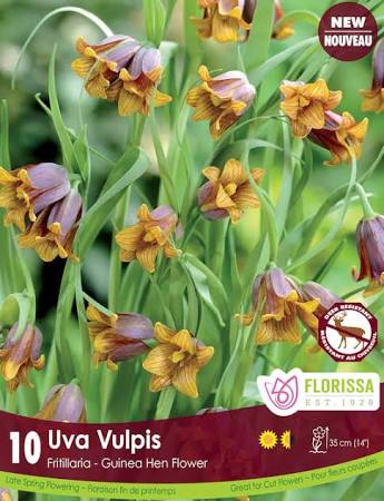 Fritillaria uva vulpis