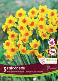 Daffodil Narcissus Falconette