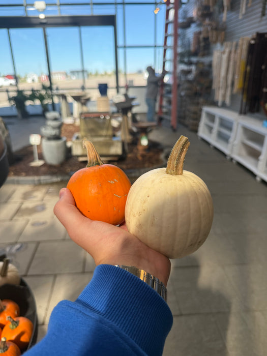 Pumpkin Live - Mini