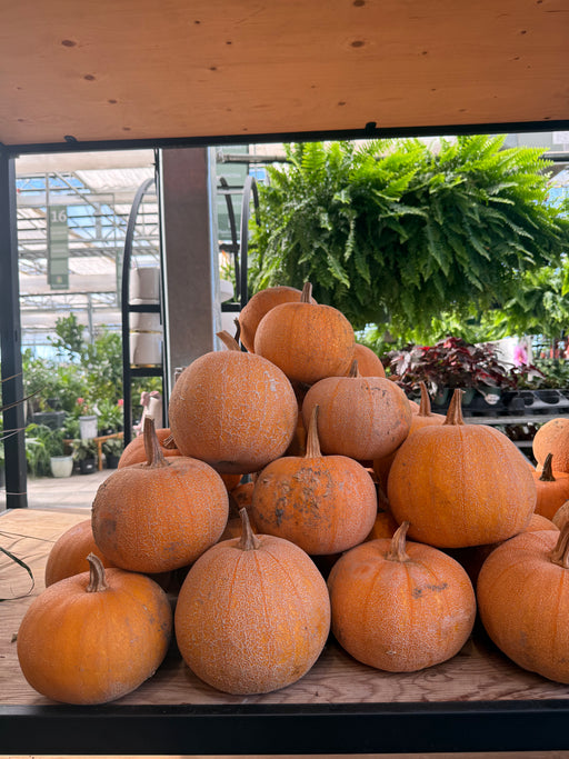 Pie Pumpkin (5-7Lbs)