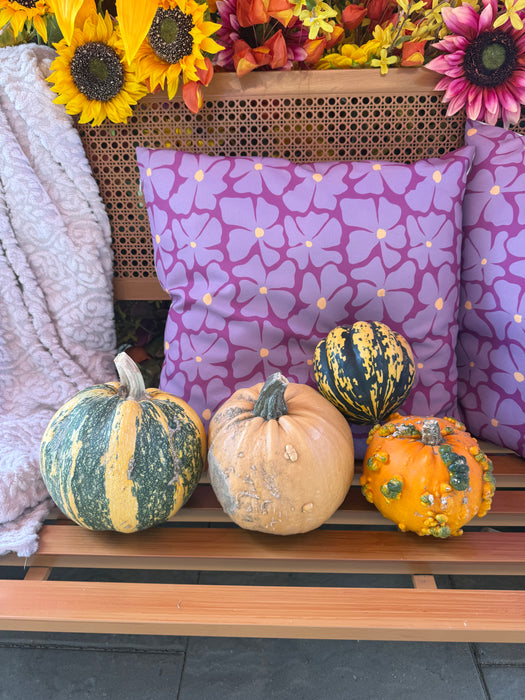 Pumpkin Live - Mini specialty