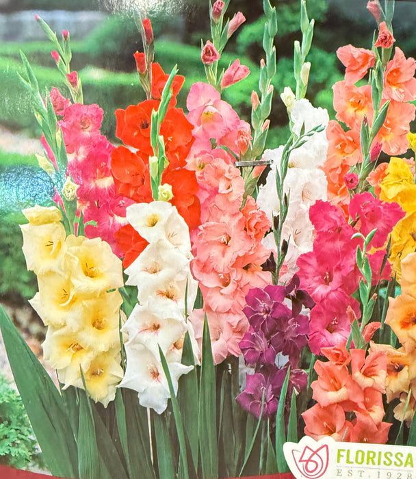 Glads - Butterfly Mix Promo Pack