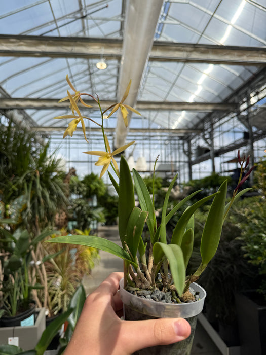 Orchid Vaughnara 50th 4"