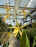 Orchid Vaughnara 50th 4"