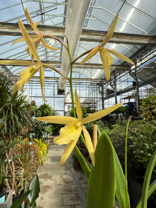 Orchid Vaughnara 50th 4"