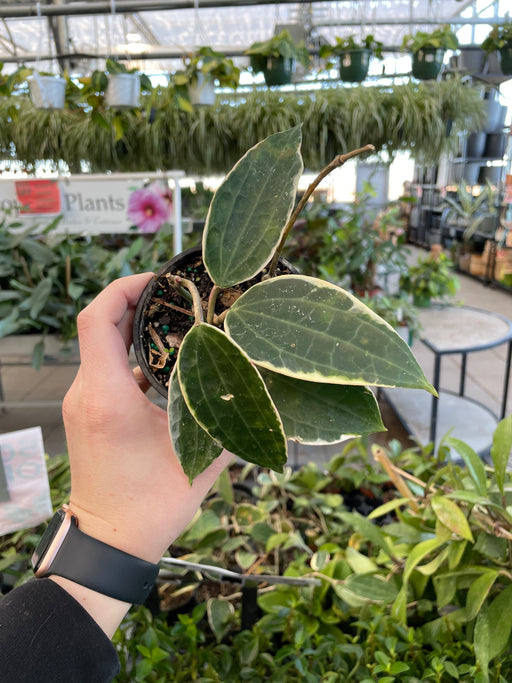 Hoya Macrophilla Albo 4"