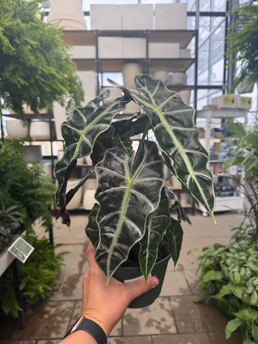 Alocasia Polly 6"