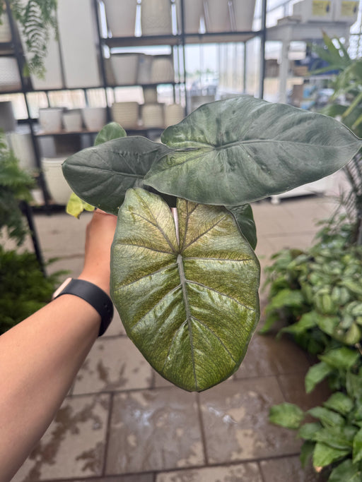 Alocasia Yucatan Mint