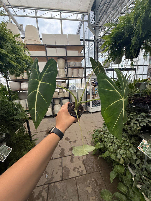 Alocasia Frydek 4"