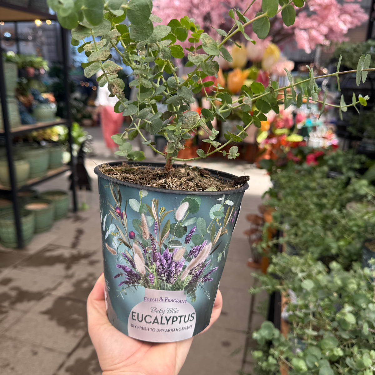 eucalyptus plant potted Eucalyptus Potted Live — Dutch Growers Regina