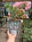 Eucalyptus Potted Live
