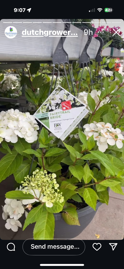 Hydrangea Fairytrail Bride 13"HB