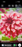 Dahlia - Dec. Cranberry Classic