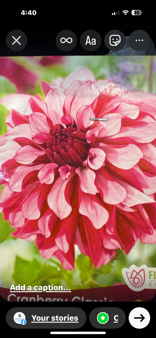 Dahlia - Dec. Cranberry Classic