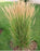 Grass Calamagrostis Karl Foerster 9cm
