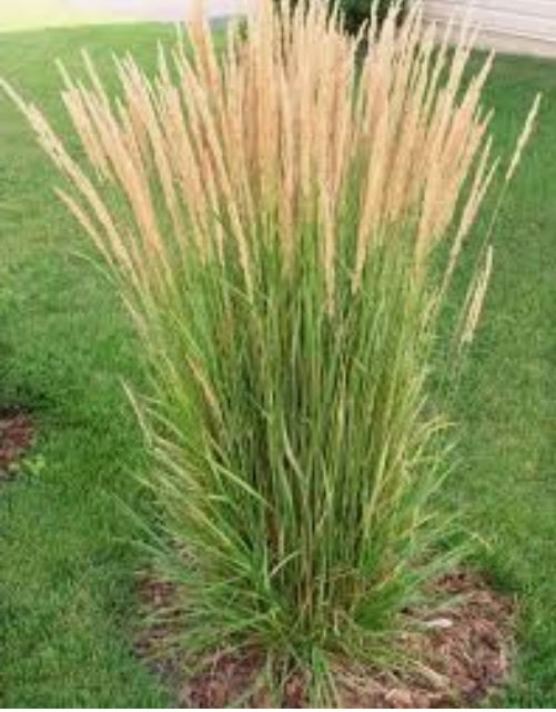 Grass Calamagrostis Karl Foerster 9cm
