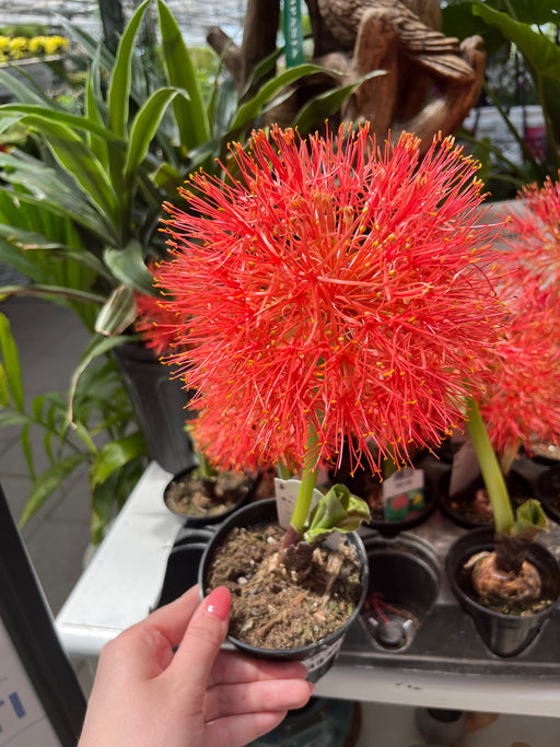 Puff Lily