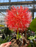 Puff Lily