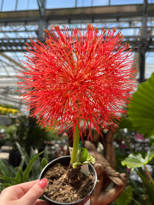 Puff Lily