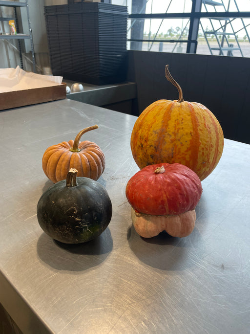 Pumpkin Live - Mini