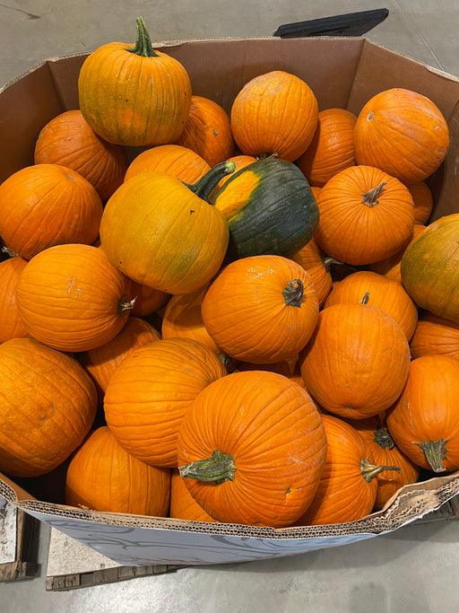 Pumpkin Live - Regular Carving (15-25 lbs)