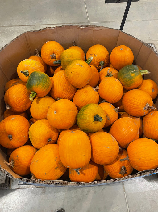 Pumpkin Live - Schoolhouse (5-7lbs)