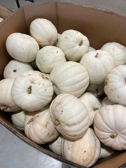 Pumpkin Live - White Carving (15-25 lbs)