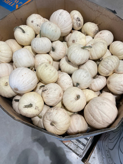 Pumpkin Live - Schoolhouse (5-7lbs)