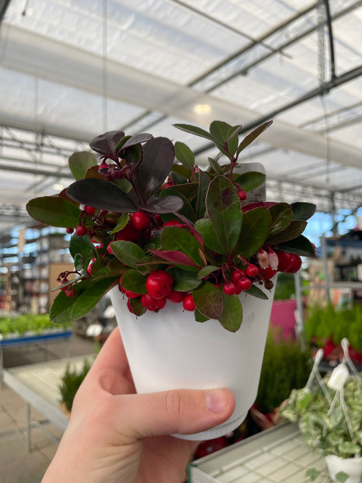 Gaultheria