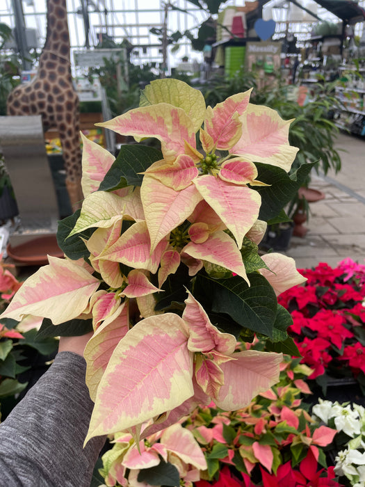 Poinsettia Live (Online